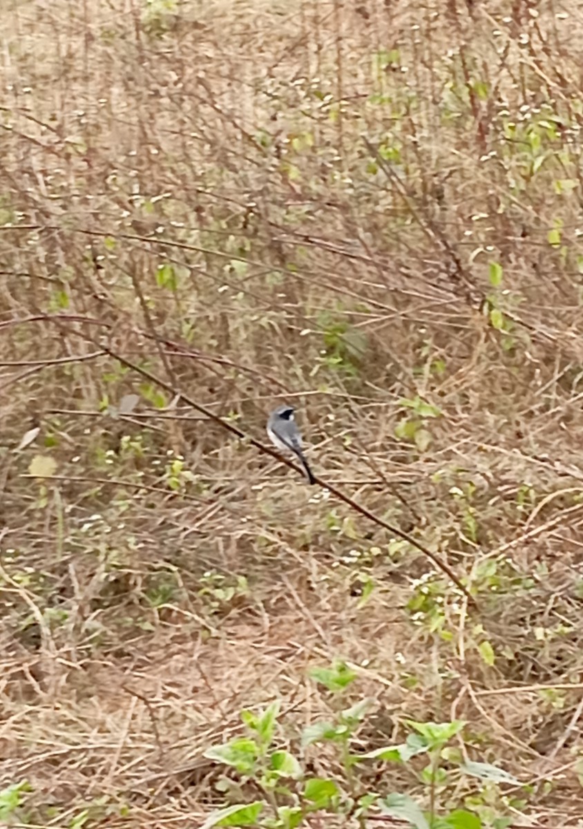 Gray Bushchat - ML647227920