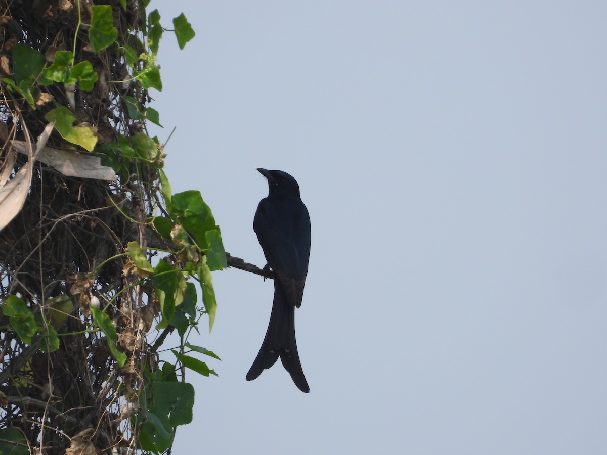 Black Drongo - ML647227921