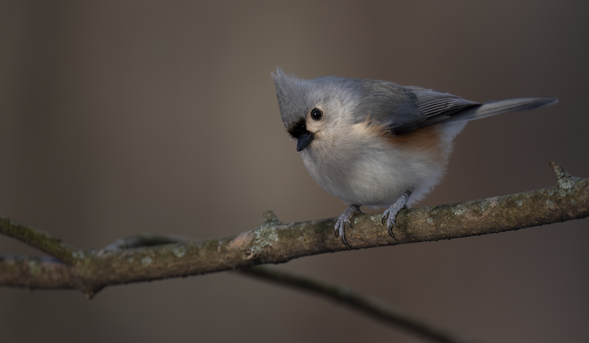 sýkora rezavoboká - ML647227926