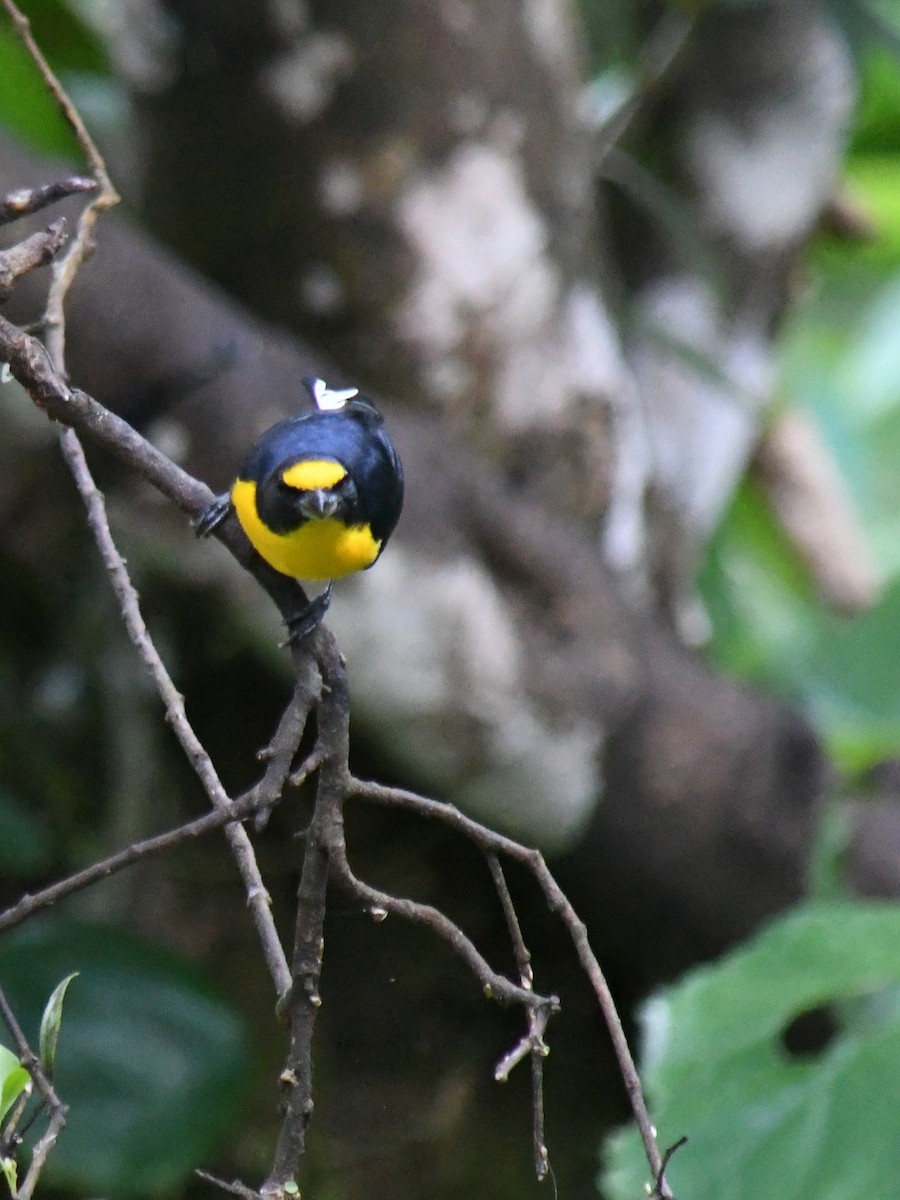Yellow-throated Euphonia - ML647227927