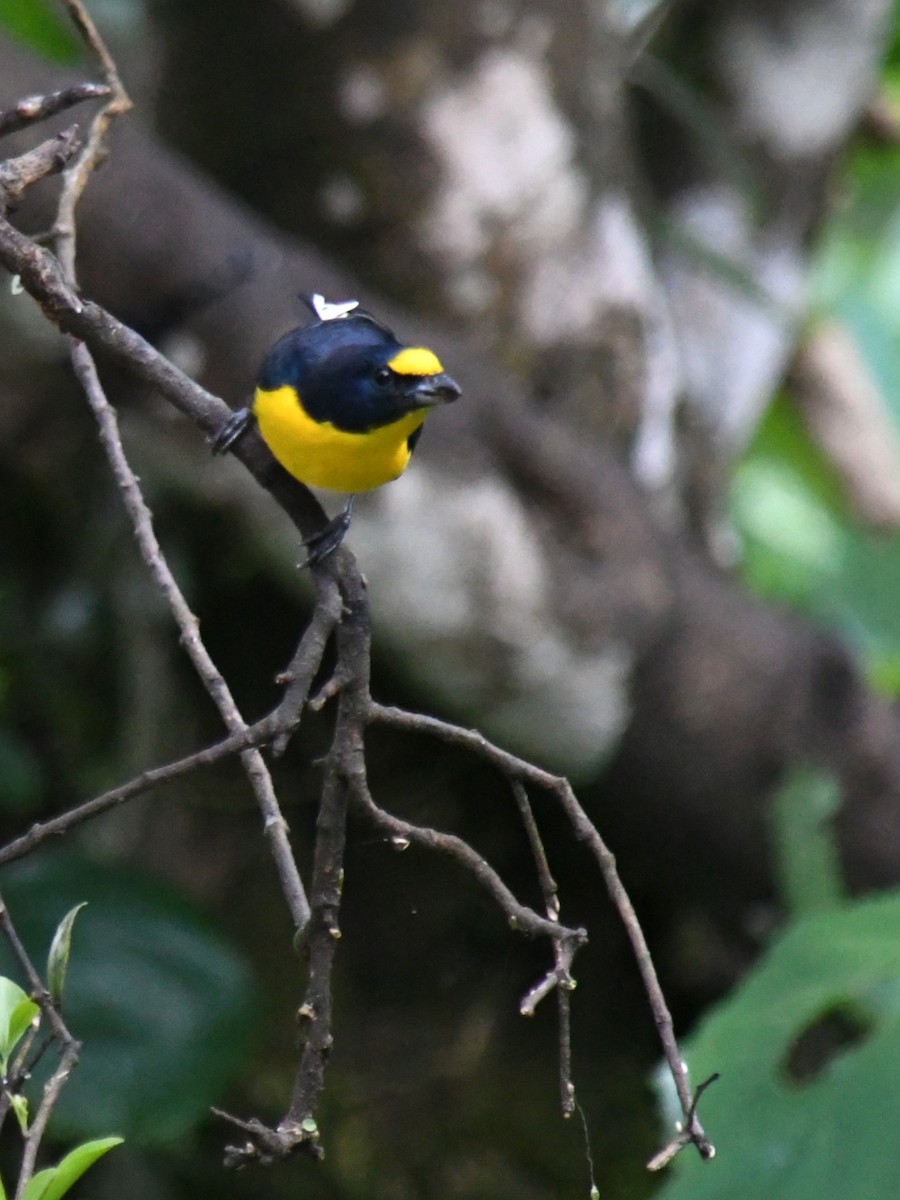 Yellow-throated Euphonia - ML647227928