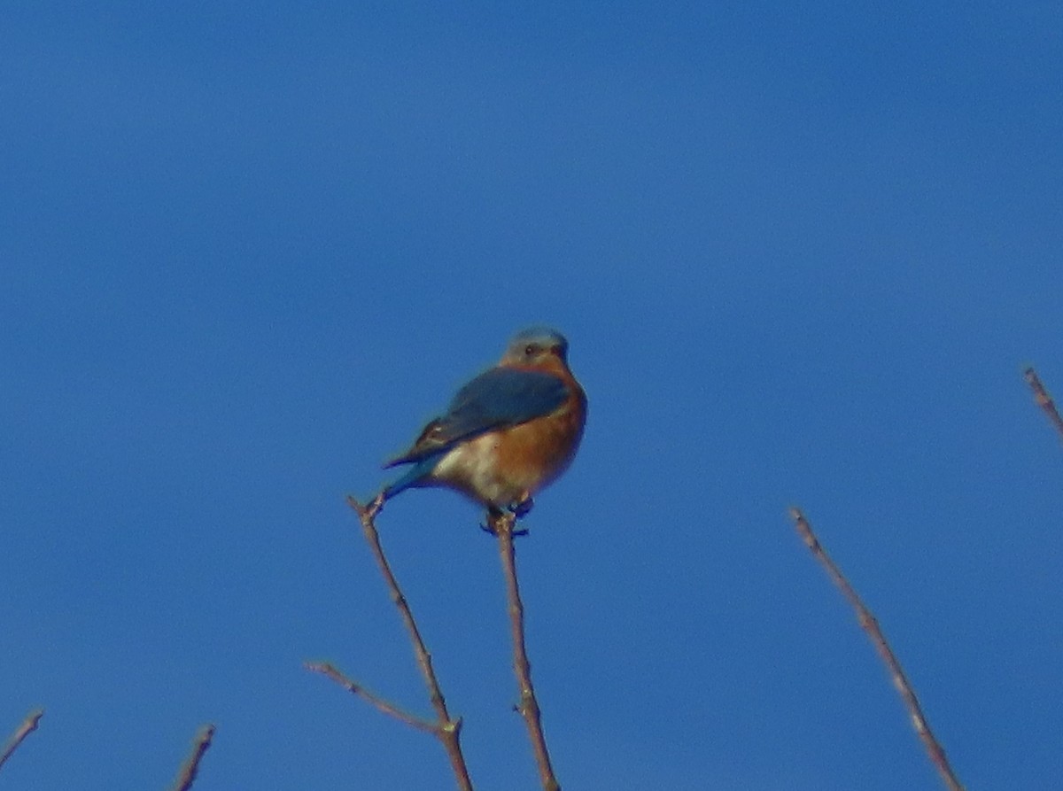 Eastern Bluebird - ML647227929