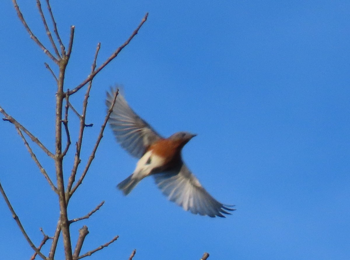 Eastern Bluebird - ML647227930
