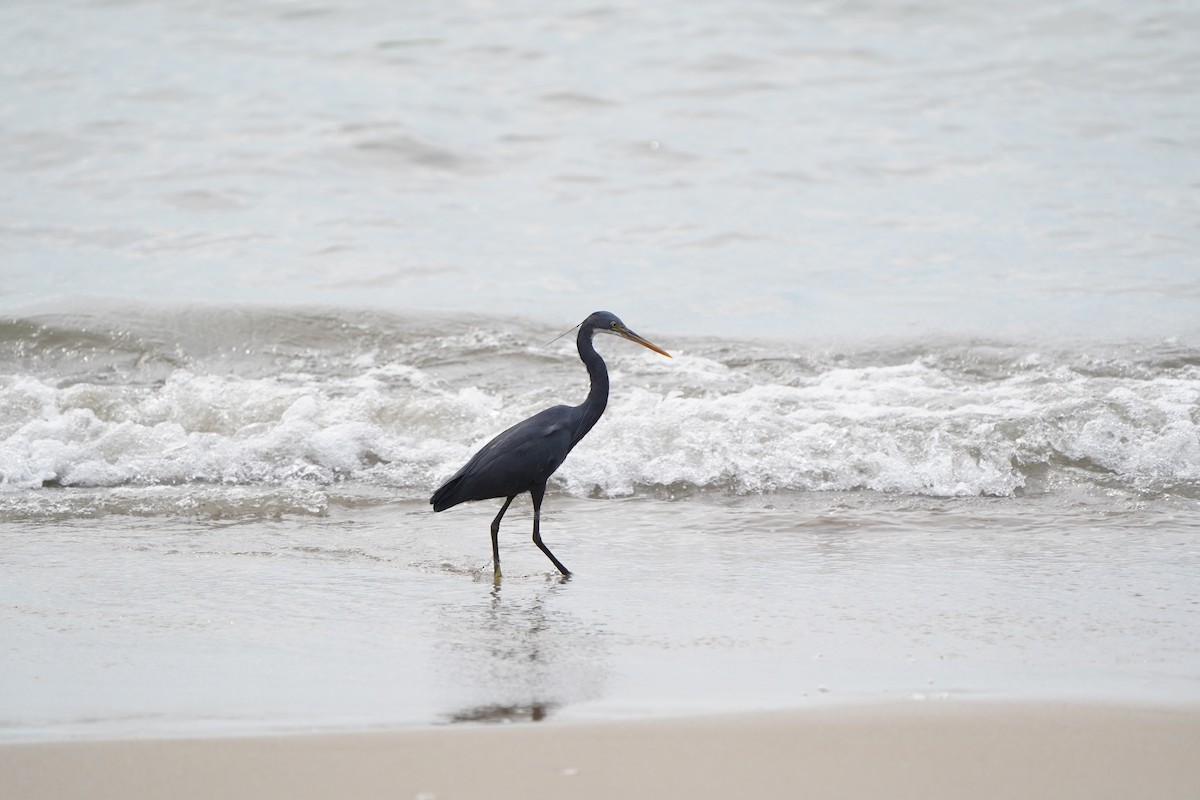 Western Reef-Heron - ML647227931