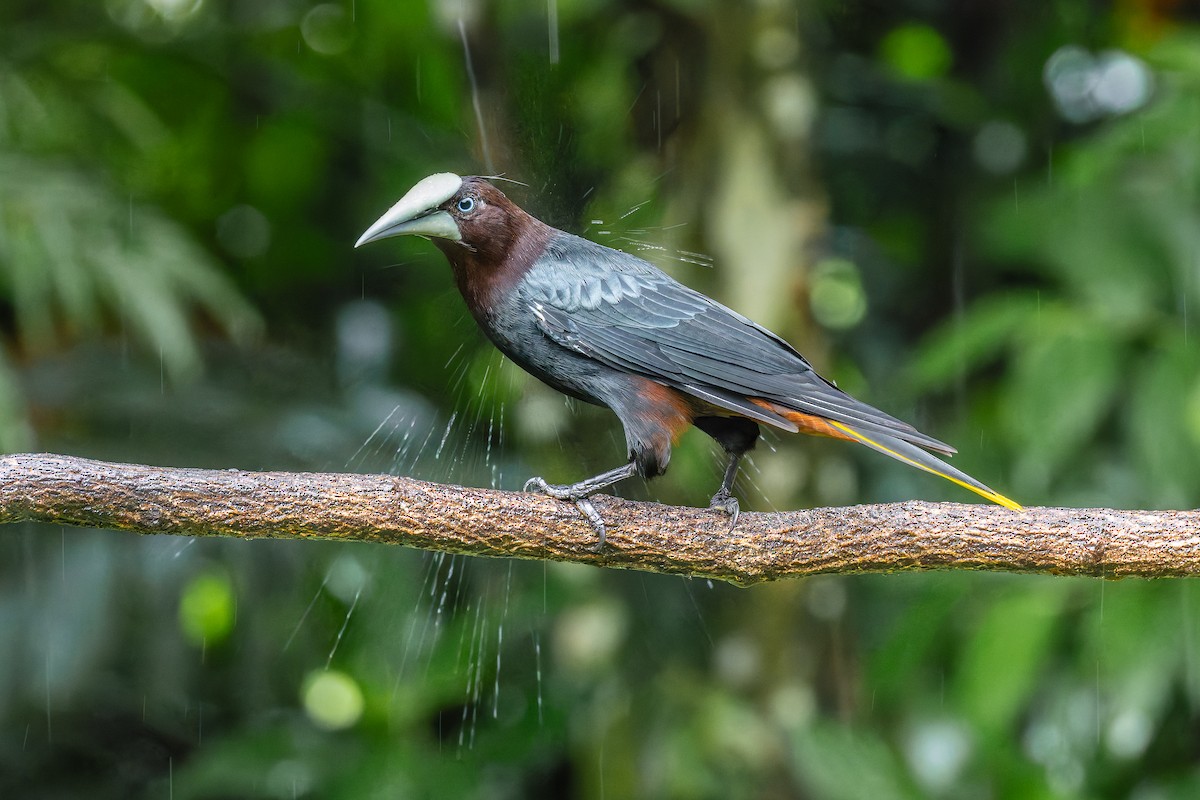 Chestnut-headed Oropendola - ML647227934