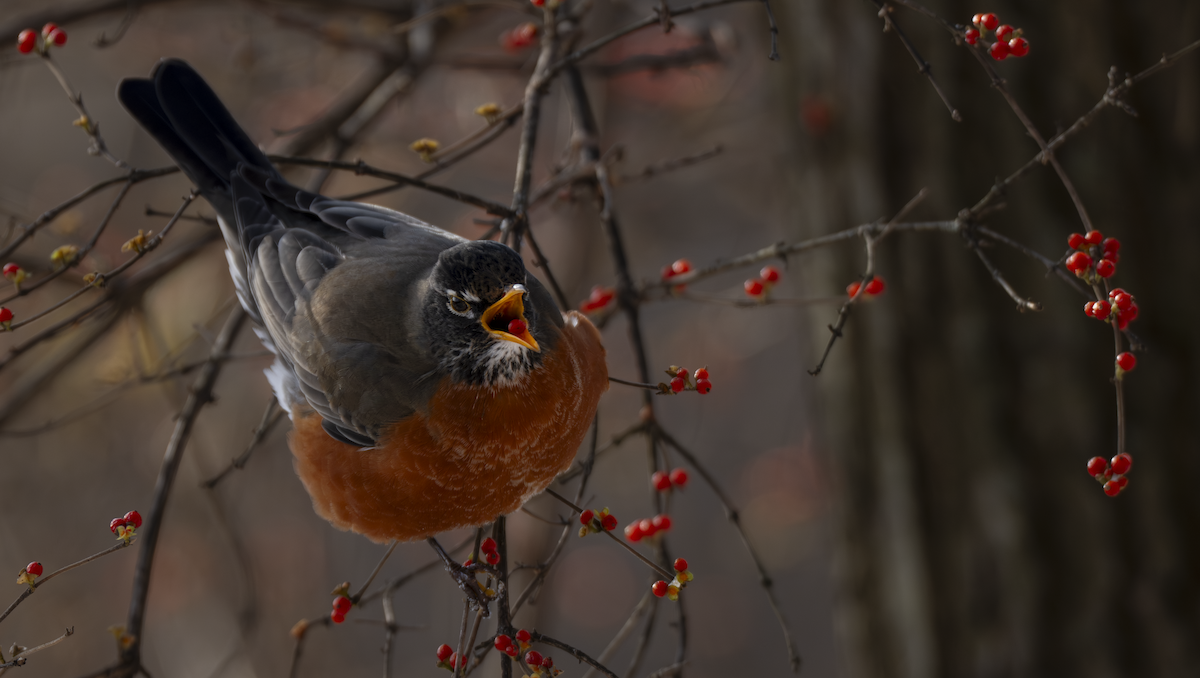 American Robin - ML647227942