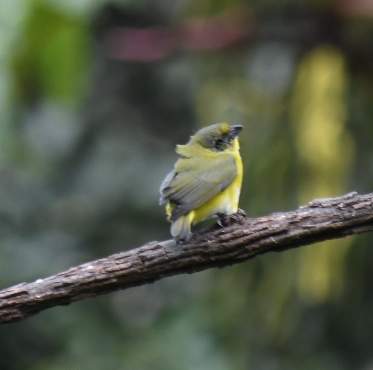 Yellow-throated Euphonia - ML647227949
