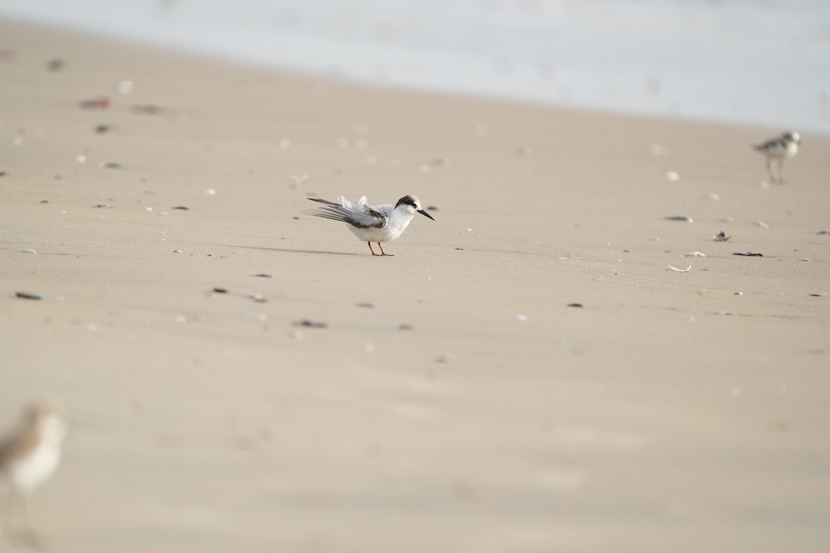 Little Tern - ML647227951