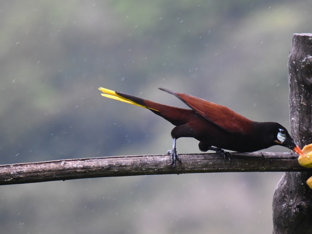 Montezuma Oropendola - ML647227957
