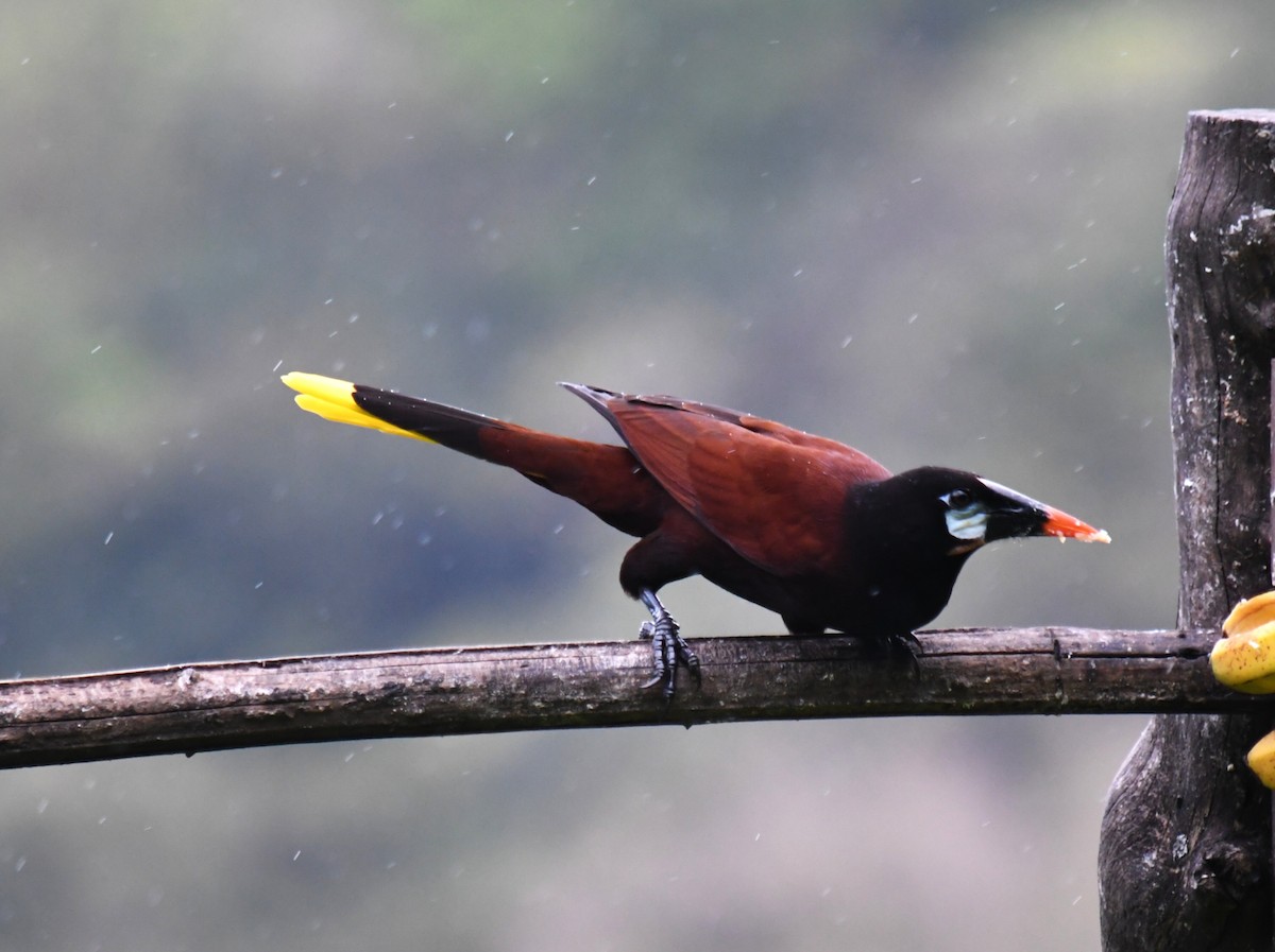 Montezuma Oropendola - ML647227958