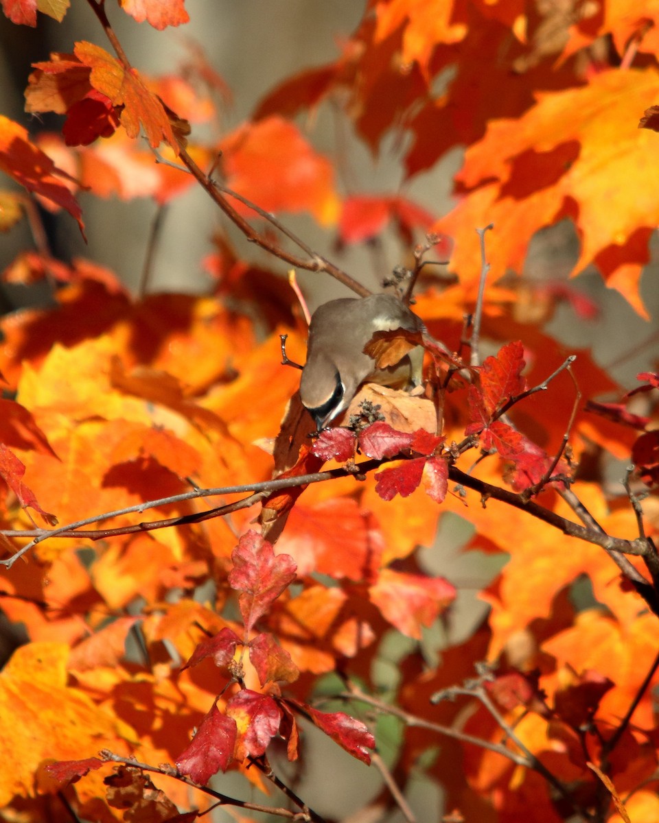 brkoslav americký - ML647227959