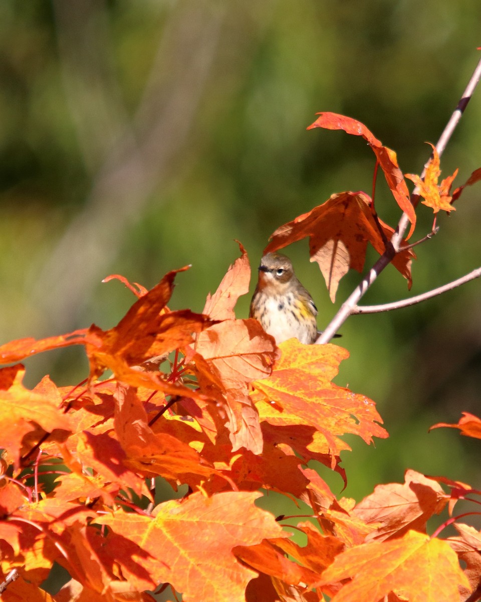 lesňáček žlutoskvrnný - ML647227965