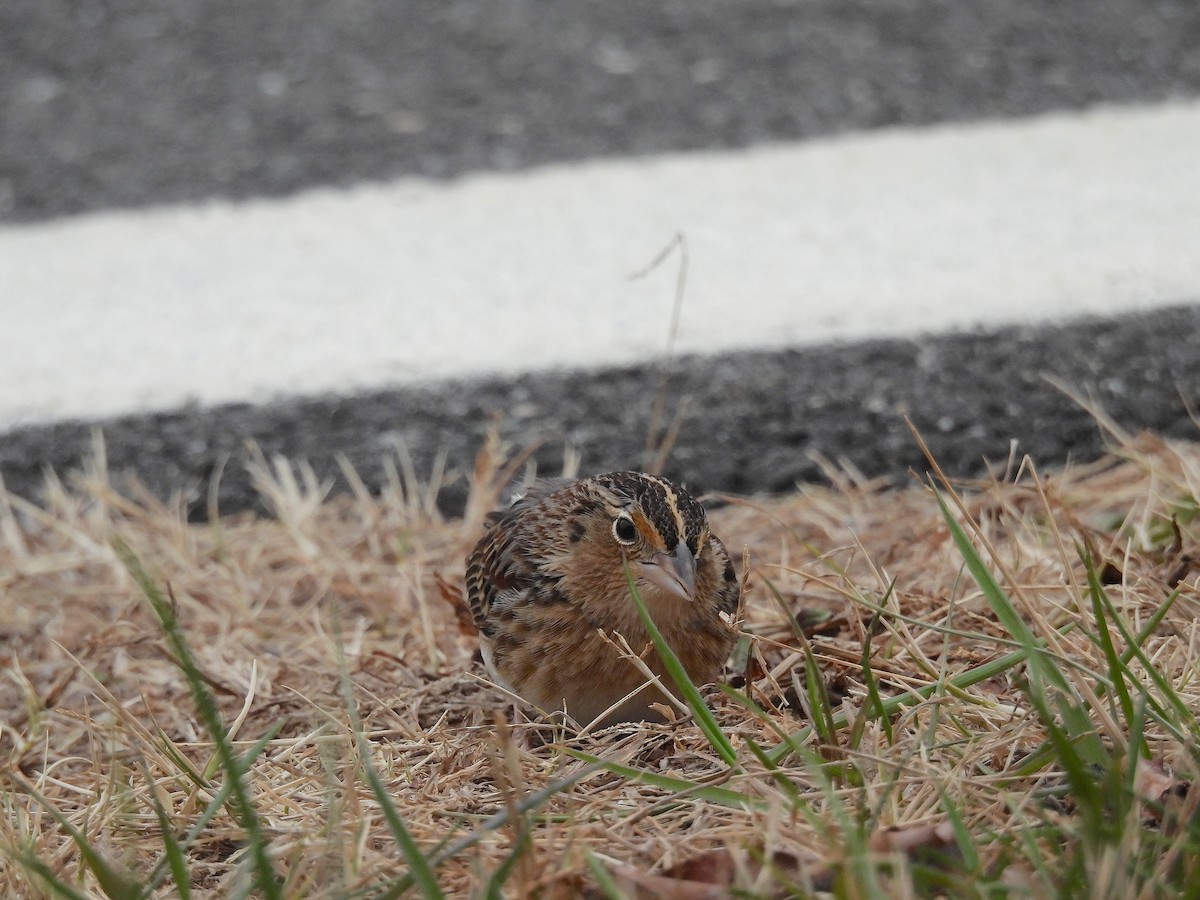 Grasshopper Sparrow - ML647227970