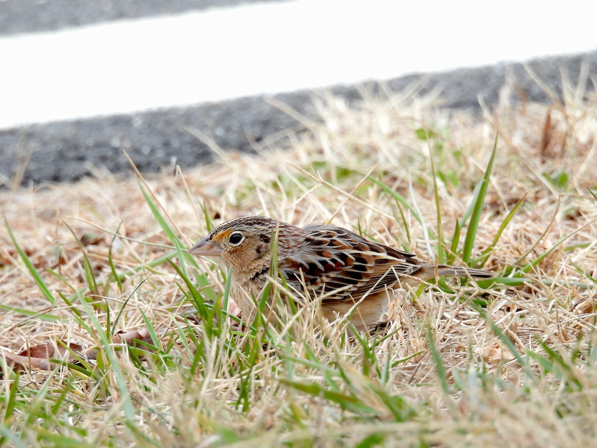 Grasshopper Sparrow - ML647227971