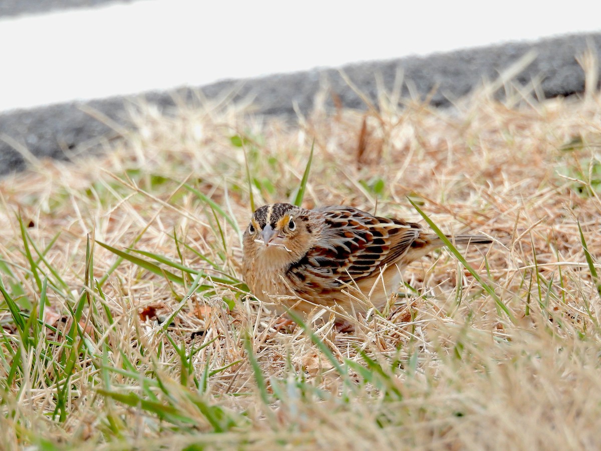 Grasshopper Sparrow - ML647227972