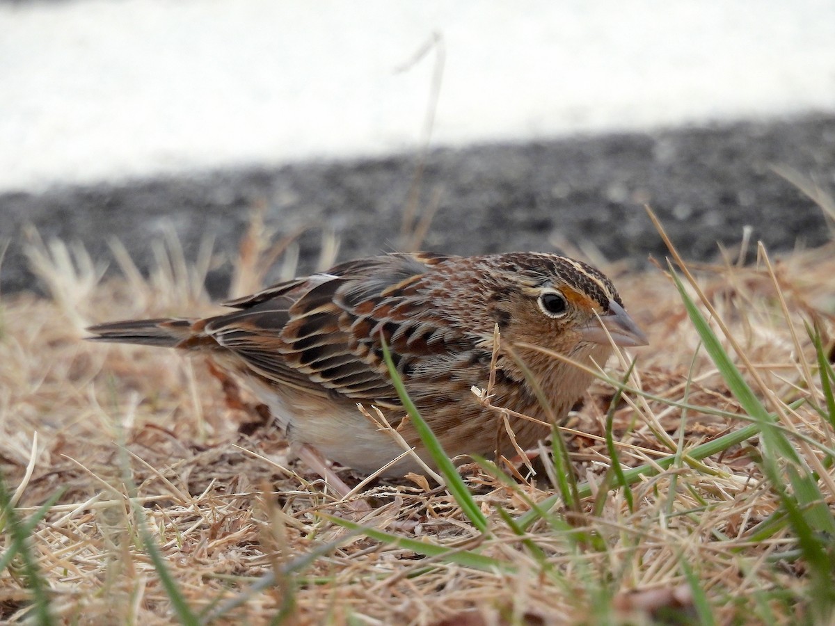 Grasshopper Sparrow - ML647227973