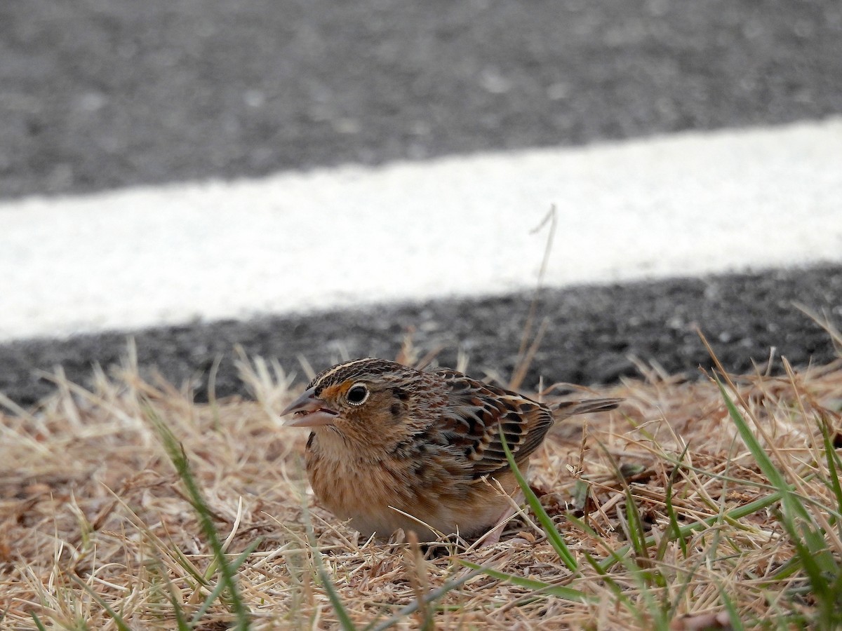 Grasshopper Sparrow - ML647227974