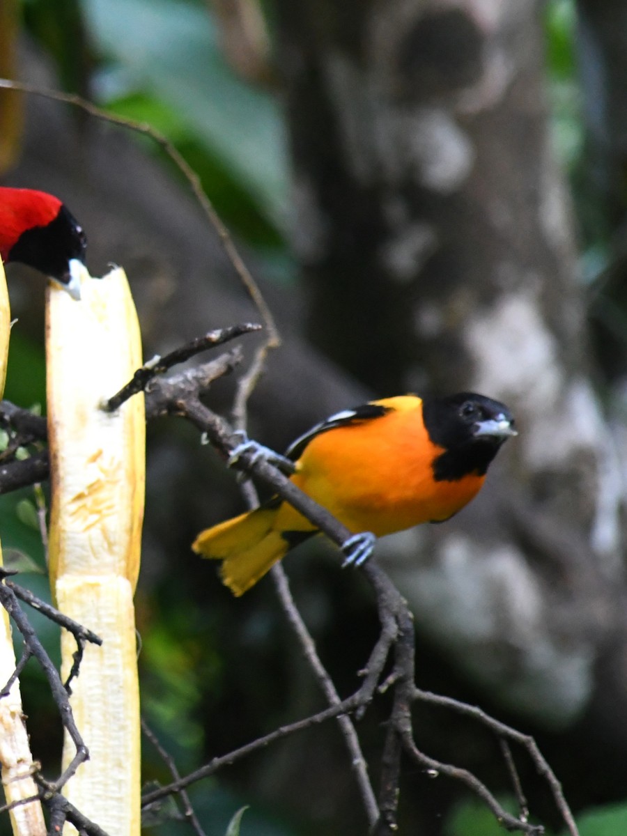 Baltimore Oriole - ML647227978