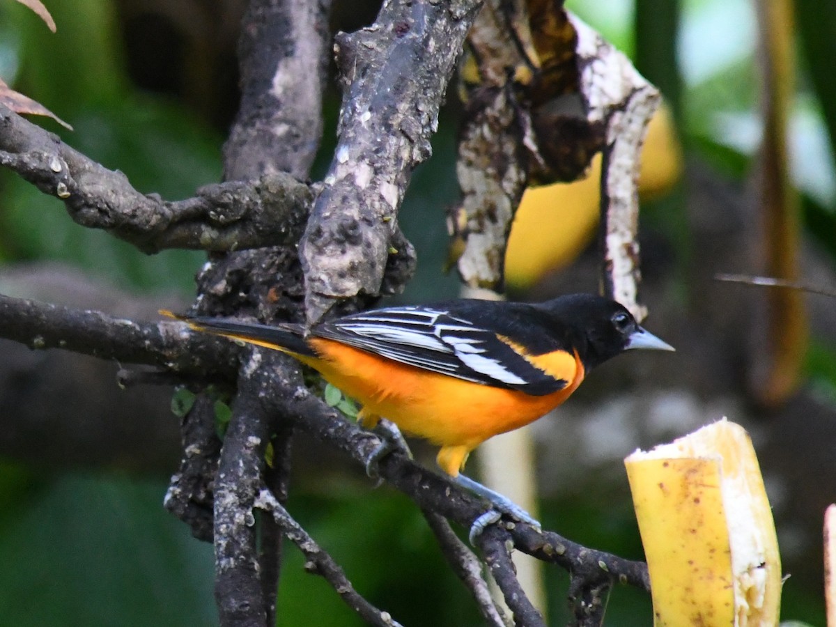Baltimore Oriole - ML647227979