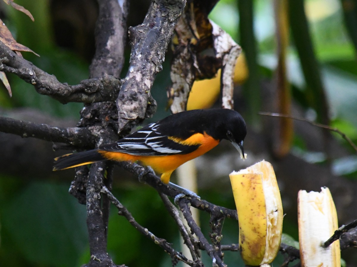 Baltimore Oriole - ML647227980
