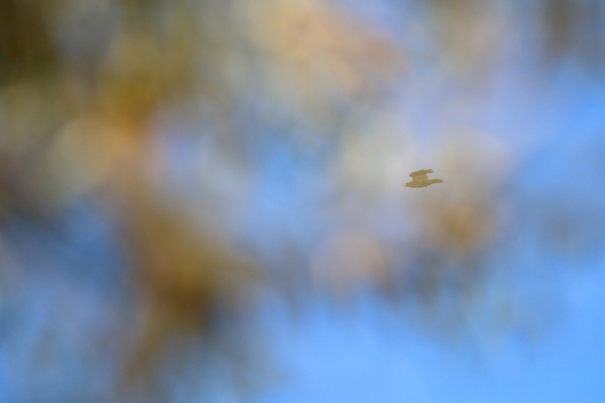 vrána americká - ML647227985