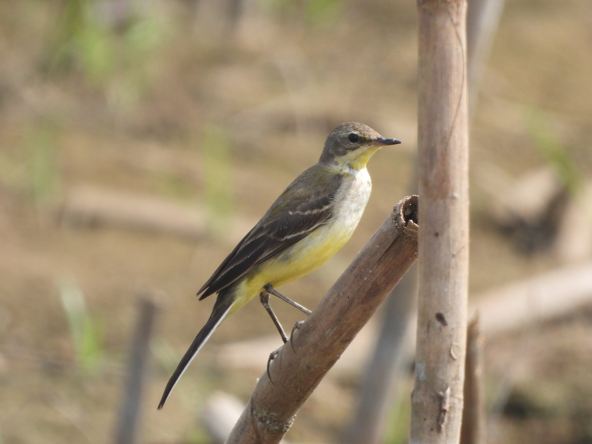 ニシツメナガセキレイ - ML647227991