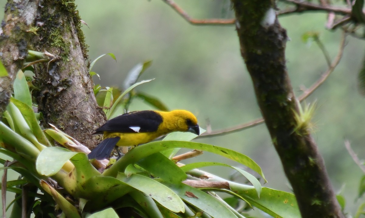 Black-thighed Grosbeak - ML647227992