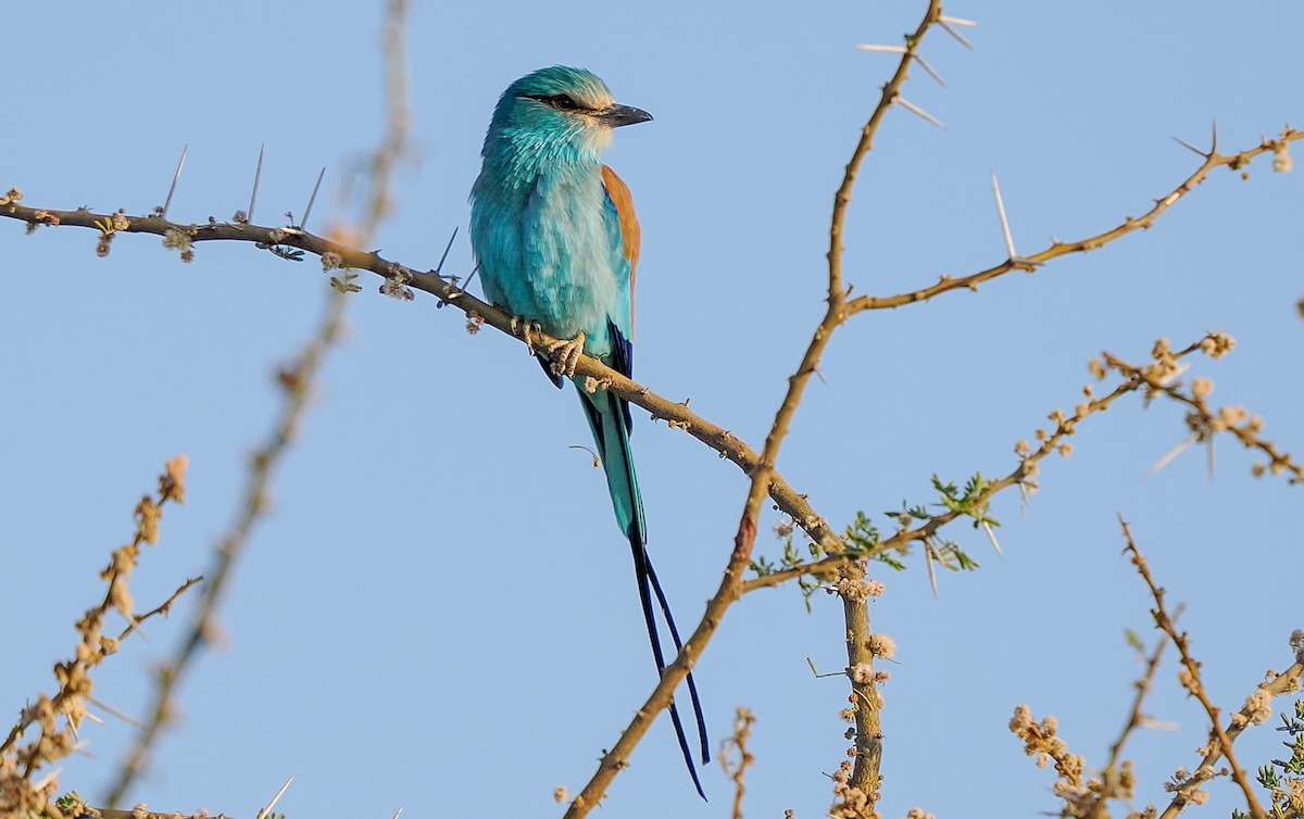 Abyssinian Roller - ML647227998