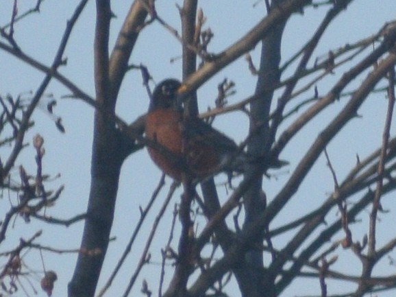 American Robin - ML647228005