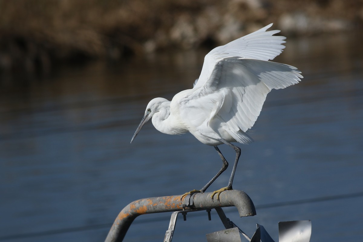 アフリカクロサギ - ML647228006