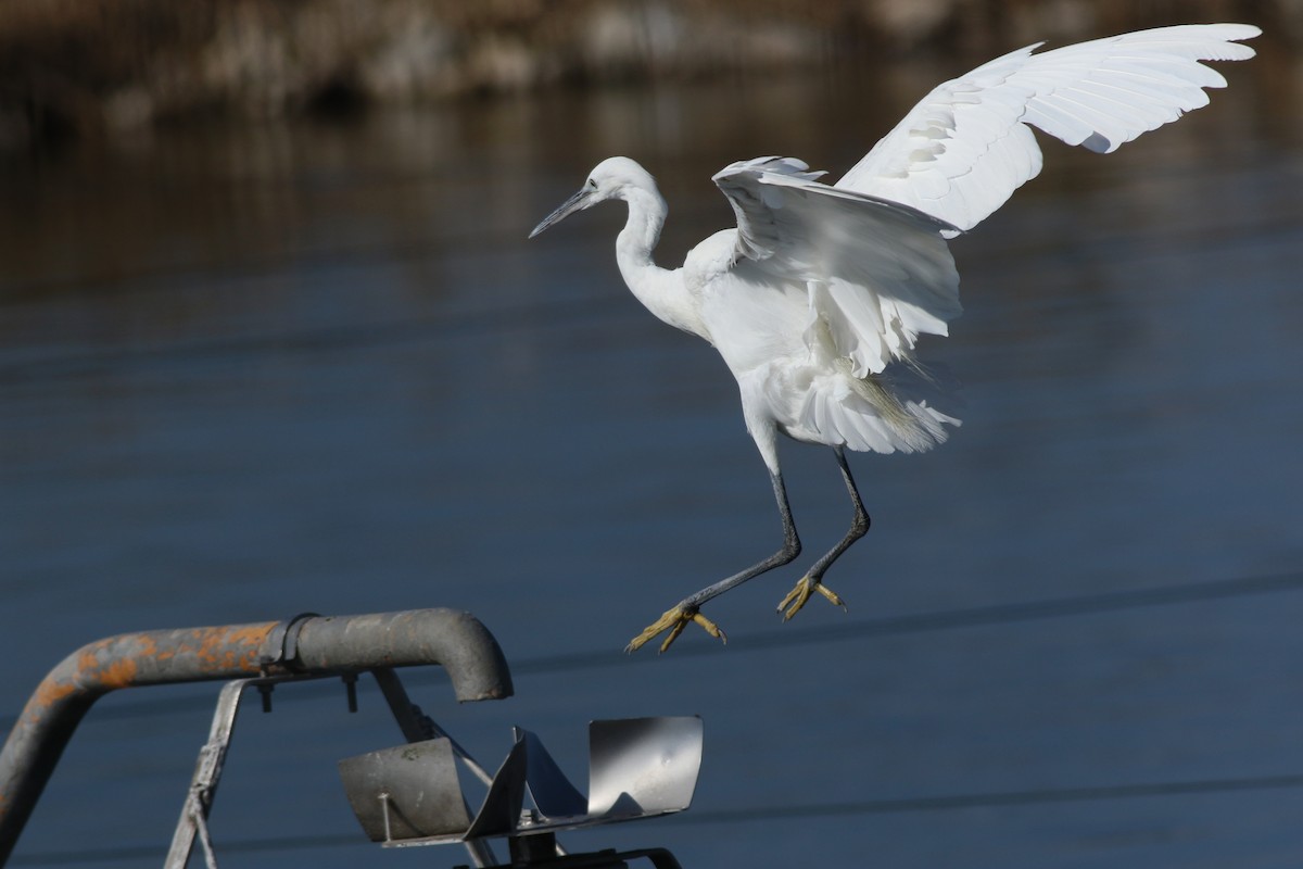 アフリカクロサギ - ML647228011