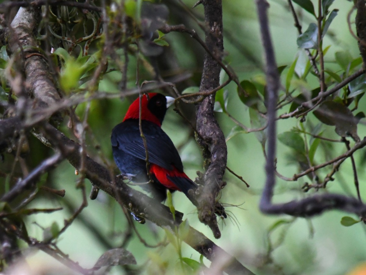 Crimson-collared Tanager - ML647228013