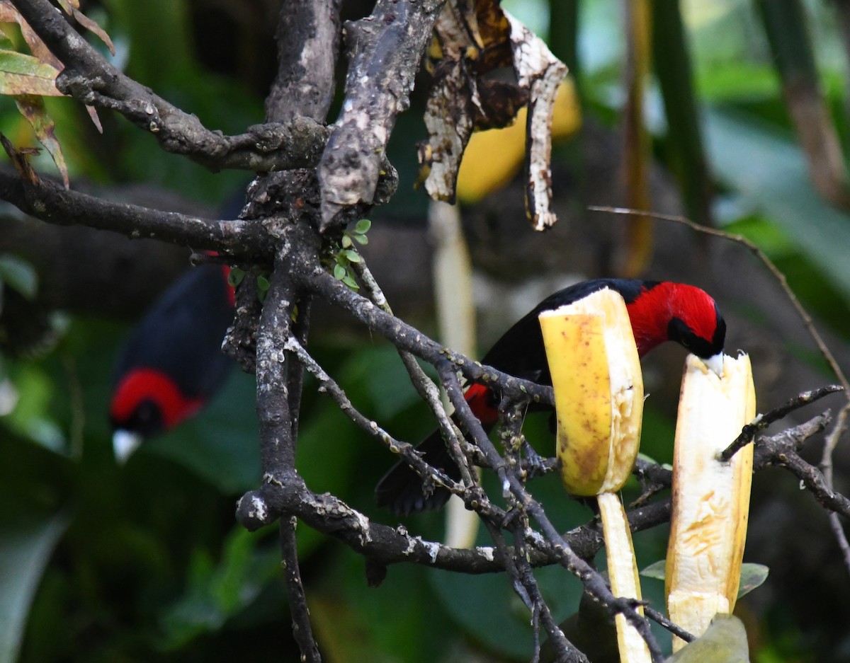Crimson-collared Tanager - ML647228014