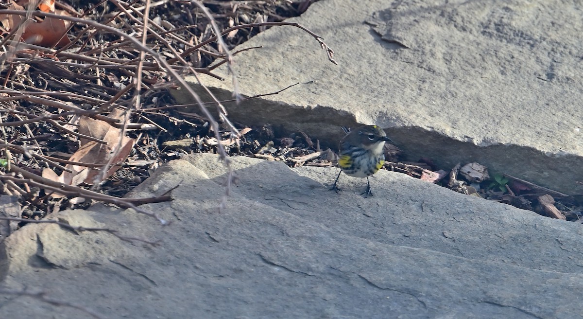 キヅタアメリカムシクイ - ML647228017