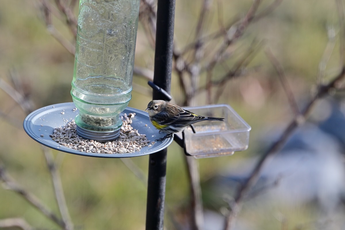 Yellow-rumped Warbler - ML647228018