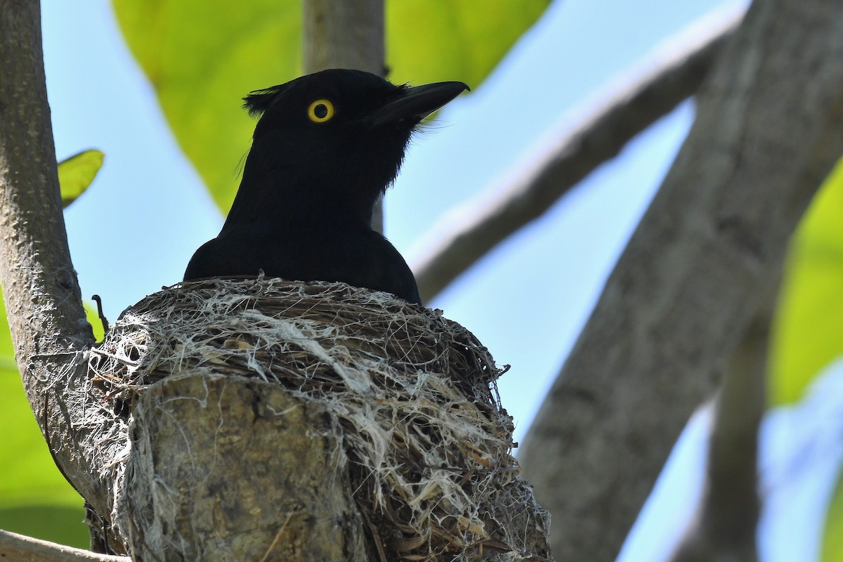 カンムリタンビヒタキ - ML647228019