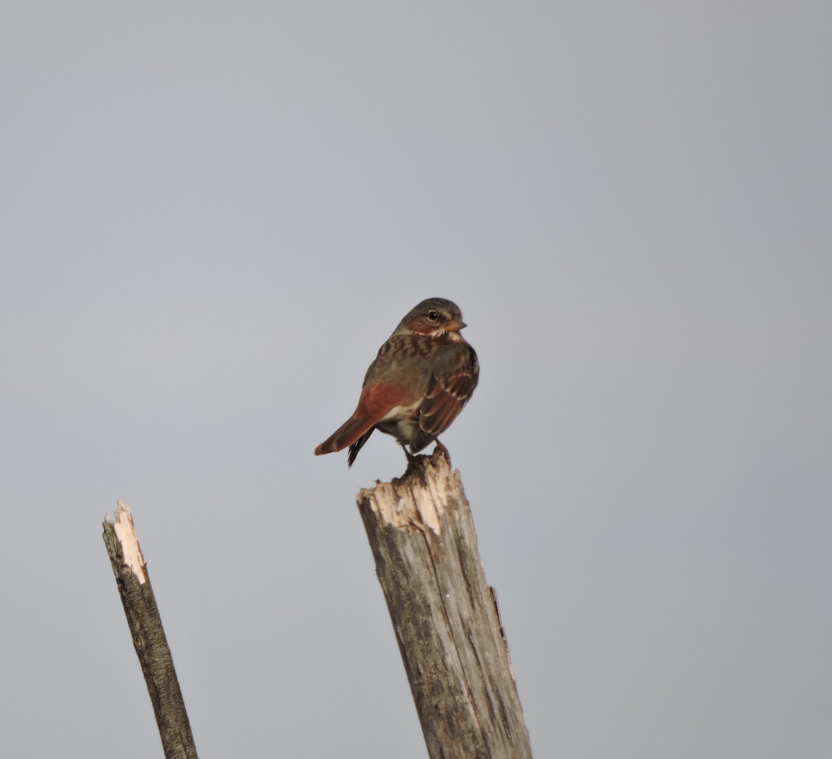 ゴマフスズメ - ML647228020