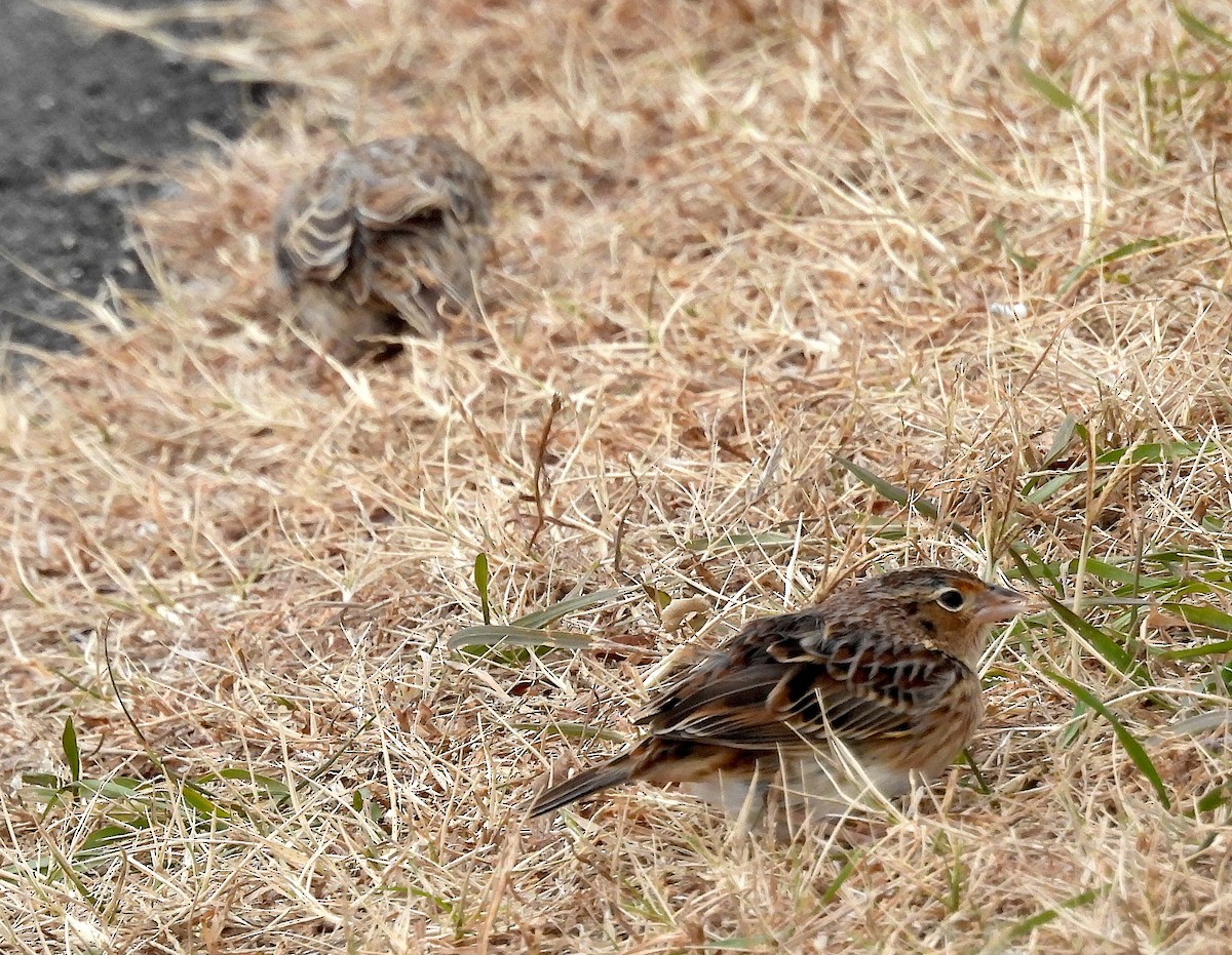 イナゴヒメドリ - ML647228022