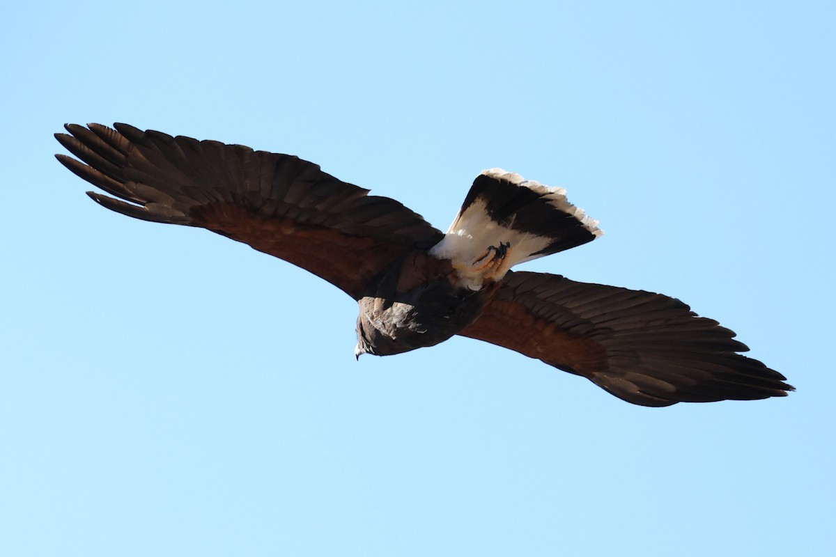 モモアカノスリ - ML647228023