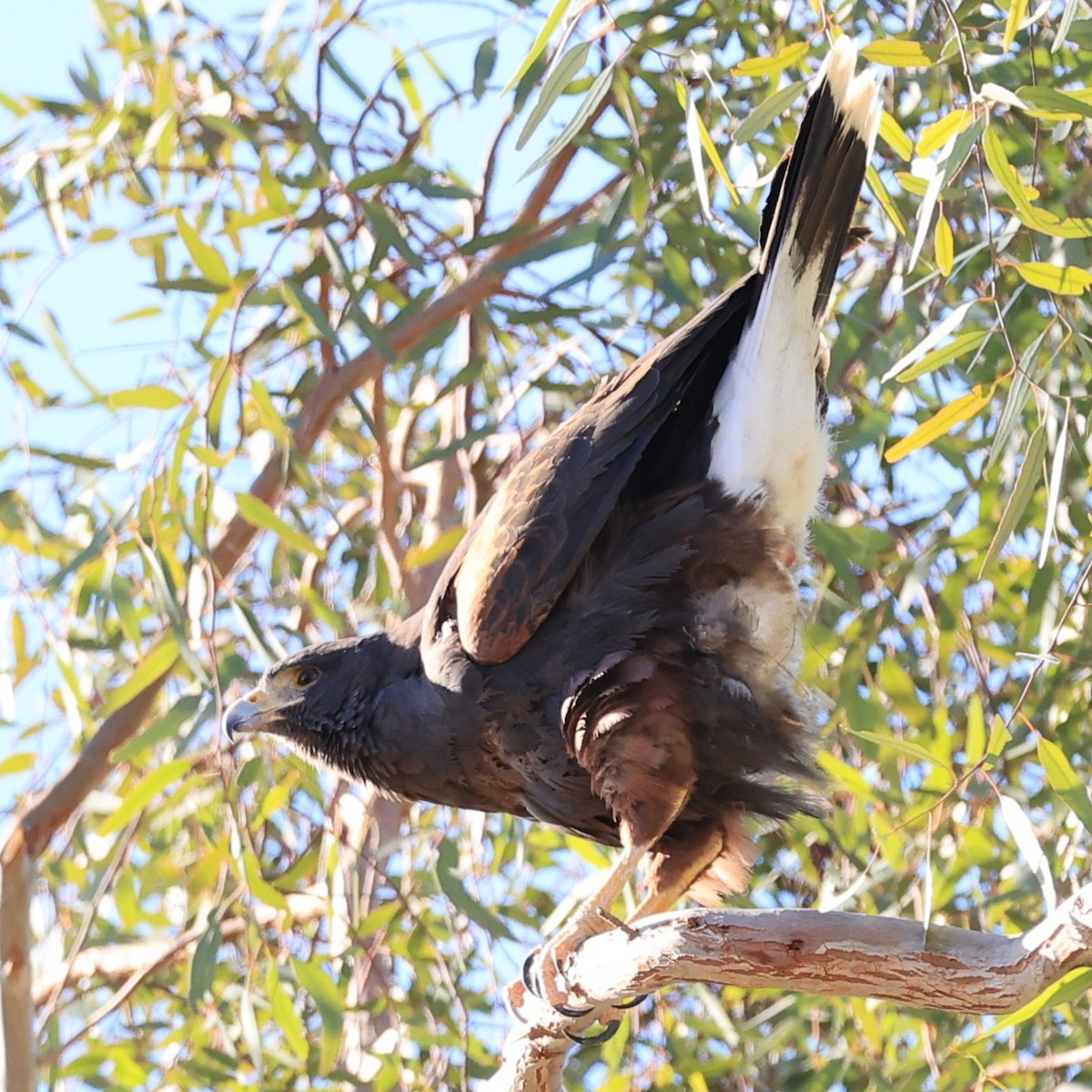 モモアカノスリ - ML647228024