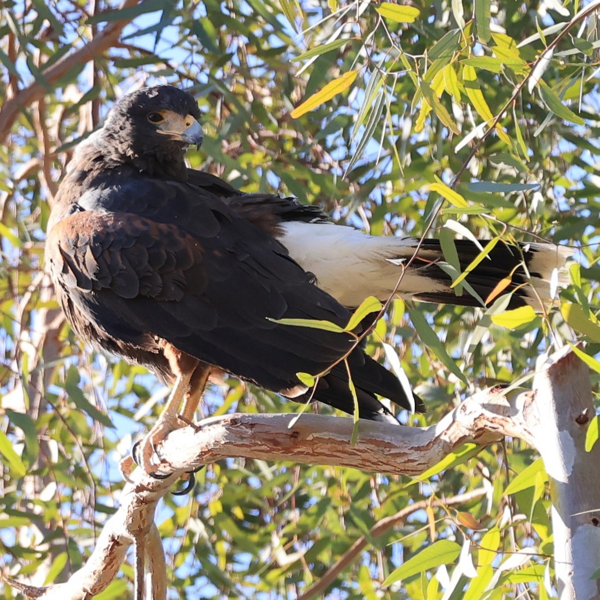 モモアカノスリ - ML647228025