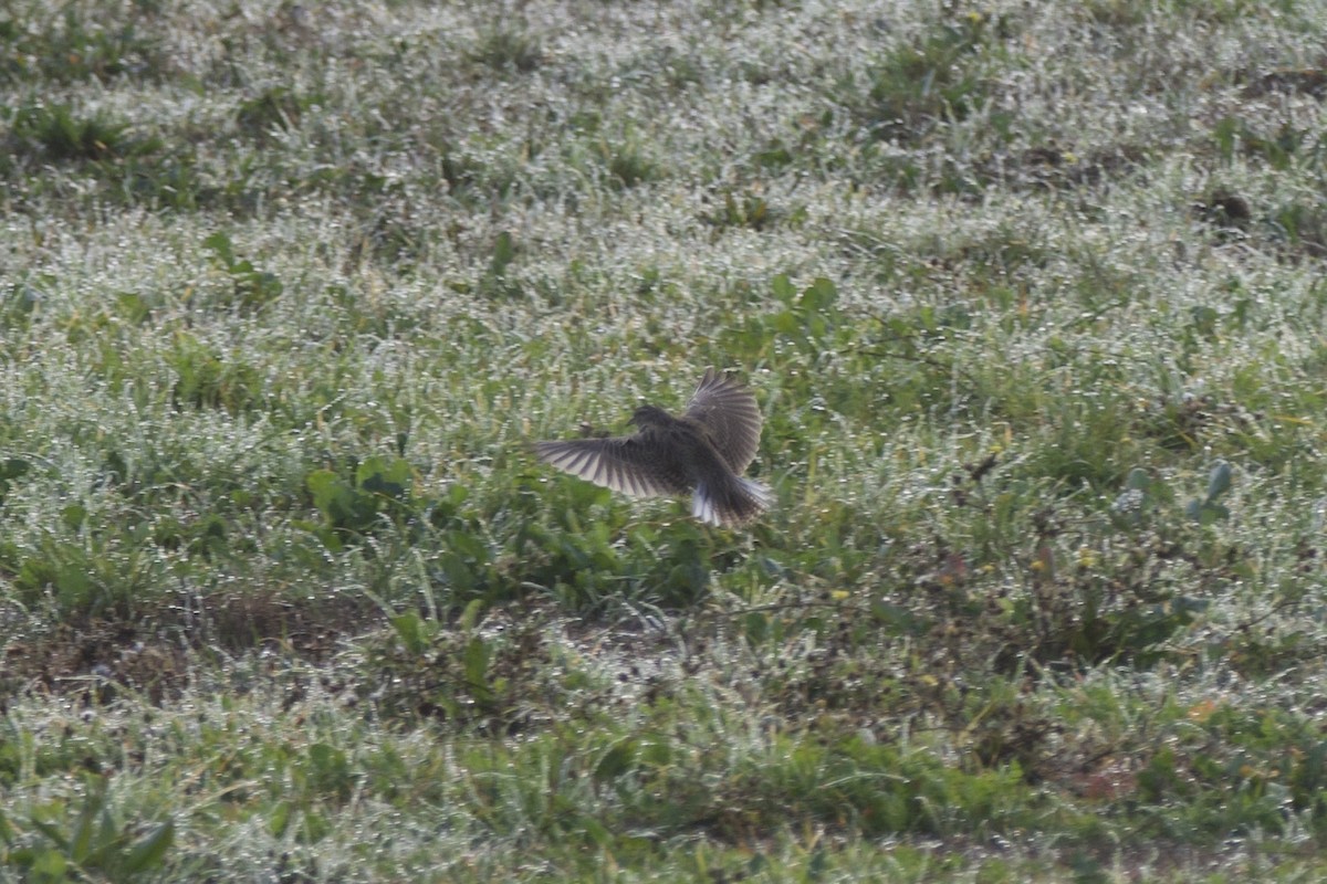 ニシマキバドリ - ML647228027