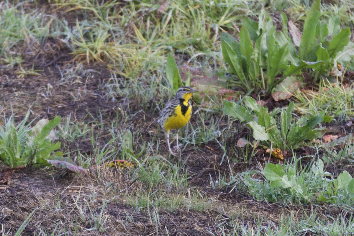 ニシマキバドリ - ML647228028