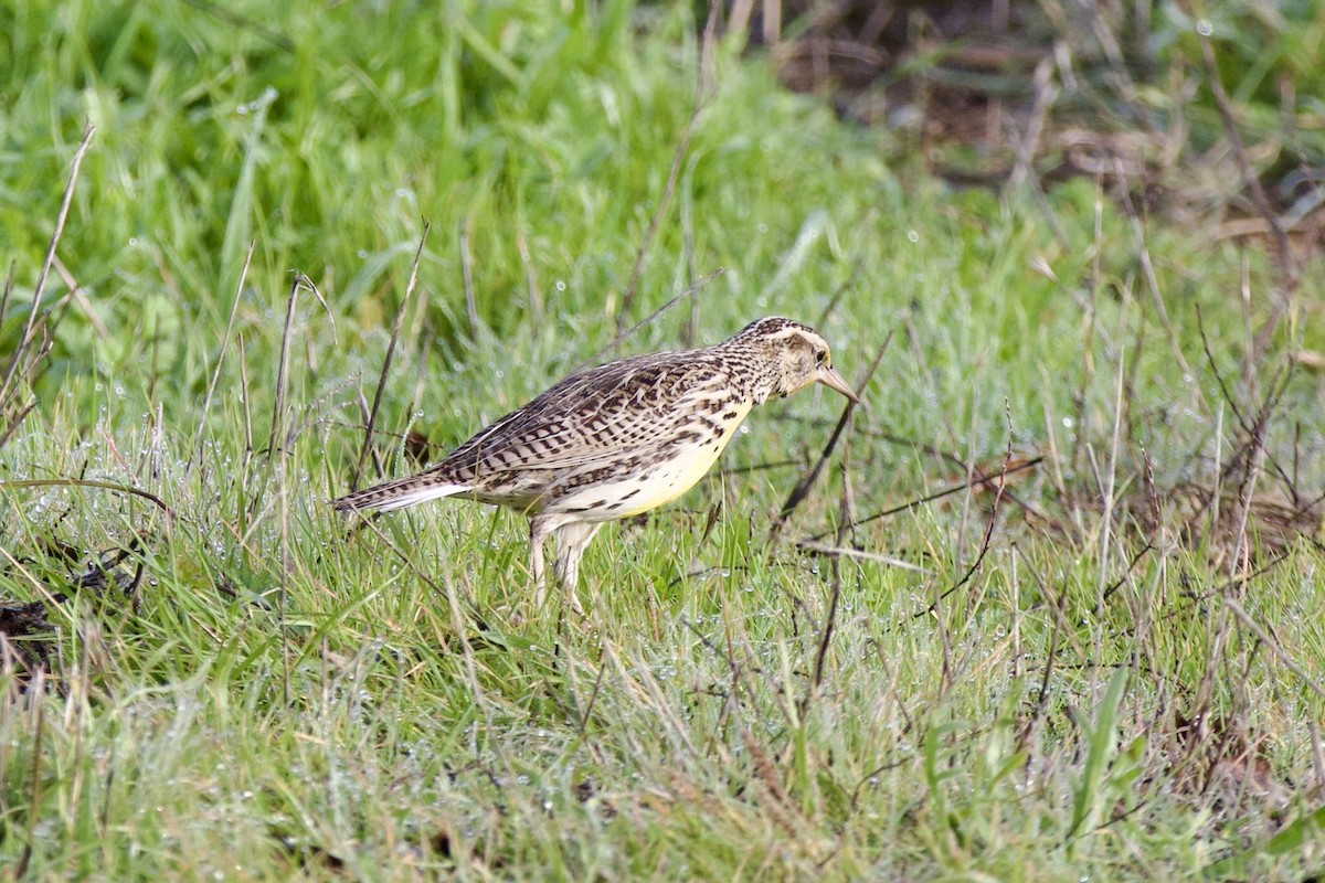 ニシマキバドリ - ML647228029