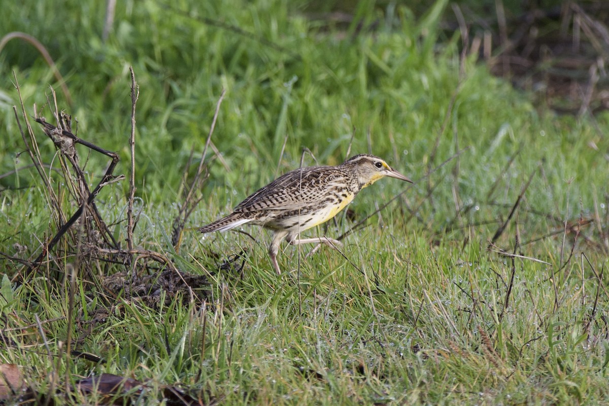 ニシマキバドリ - ML647228030