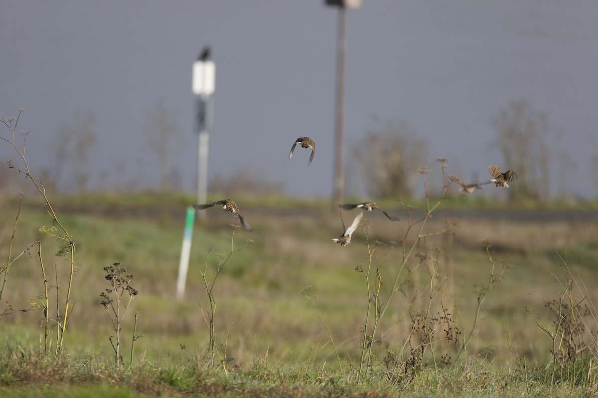 ニシマキバドリ - ML647228031