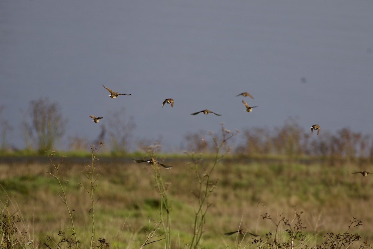 ニシマキバドリ - ML647228032