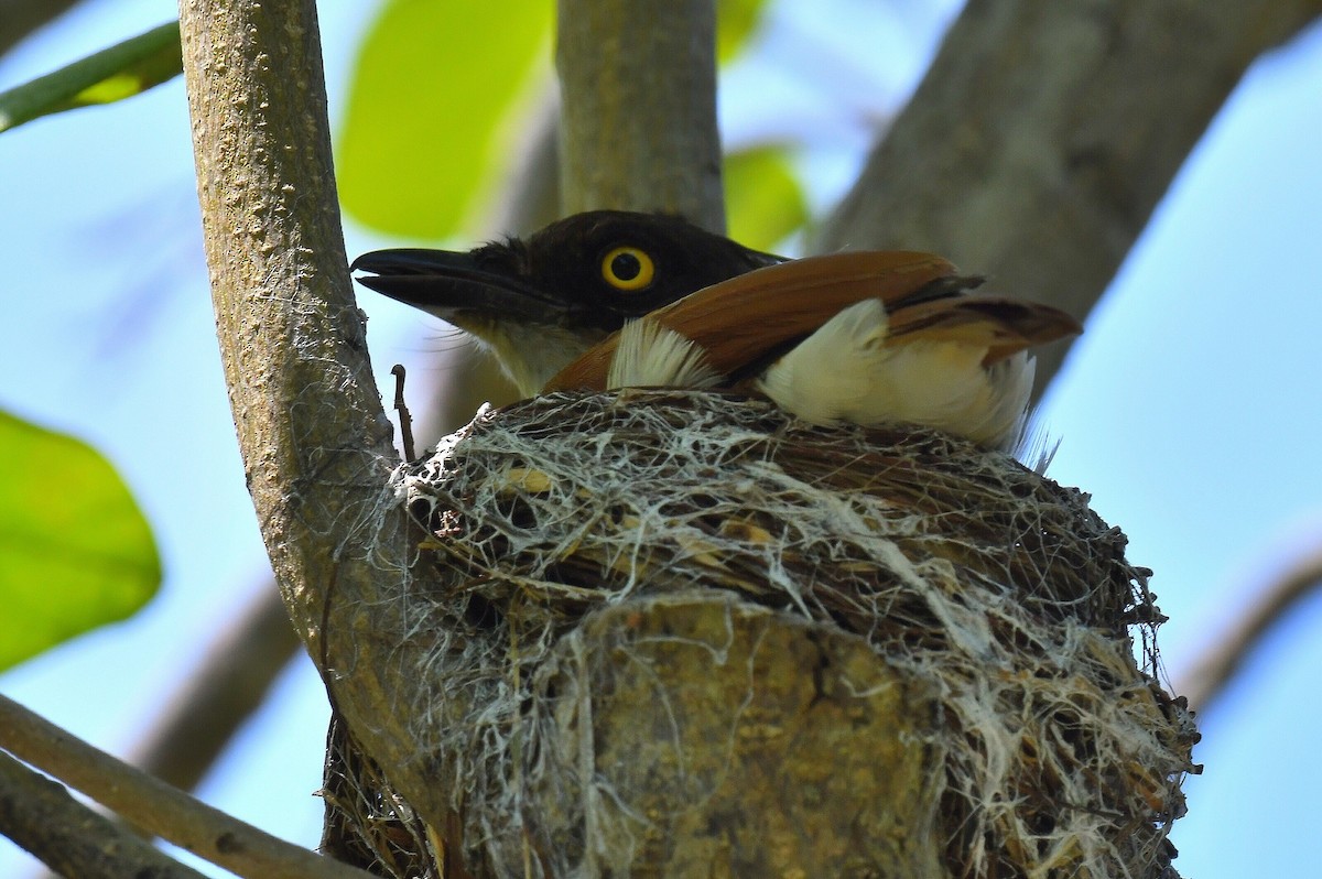 カンムリタンビヒタキ - ML647228033