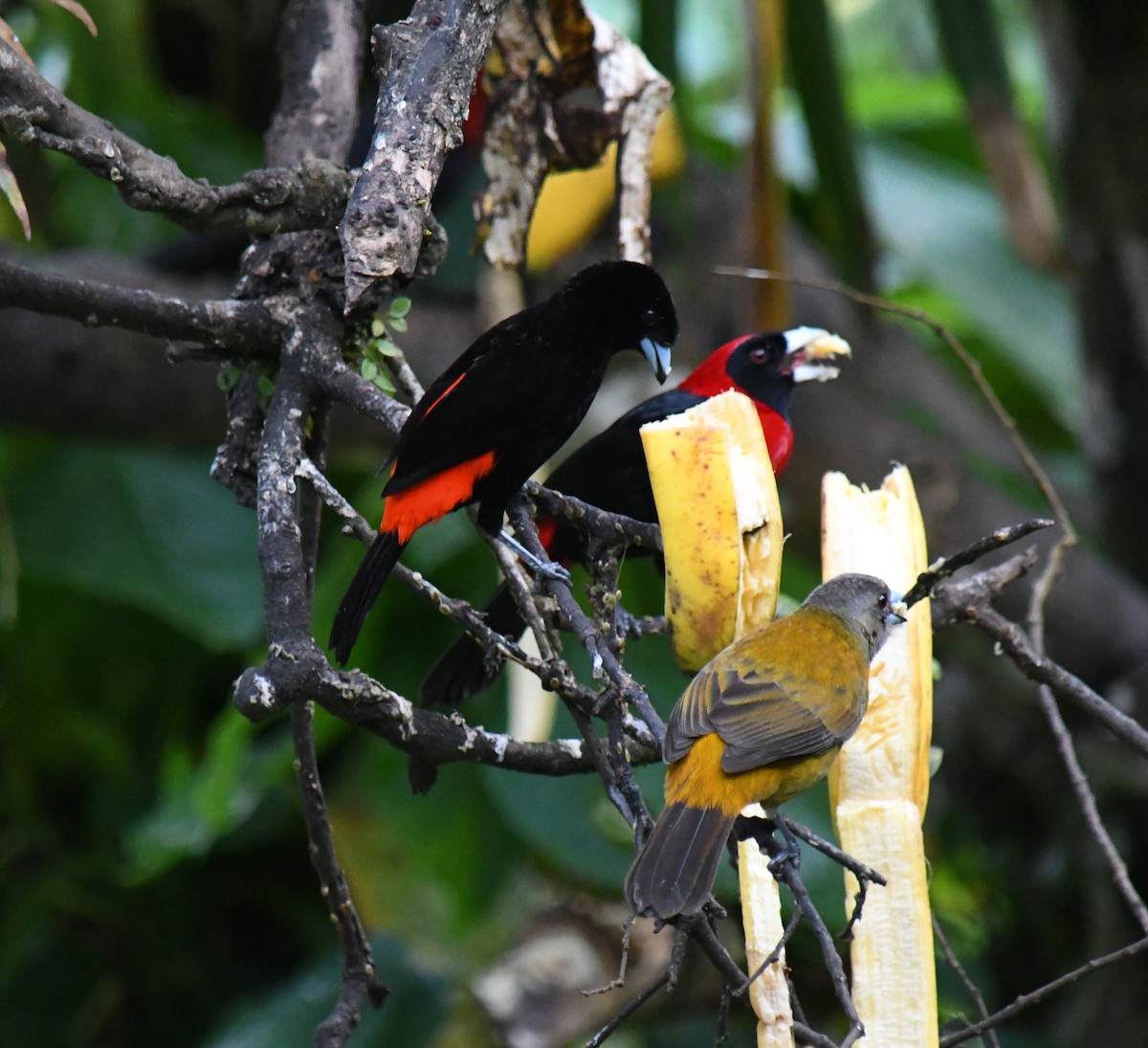 コシアカフウキンチョウ - ML647228035