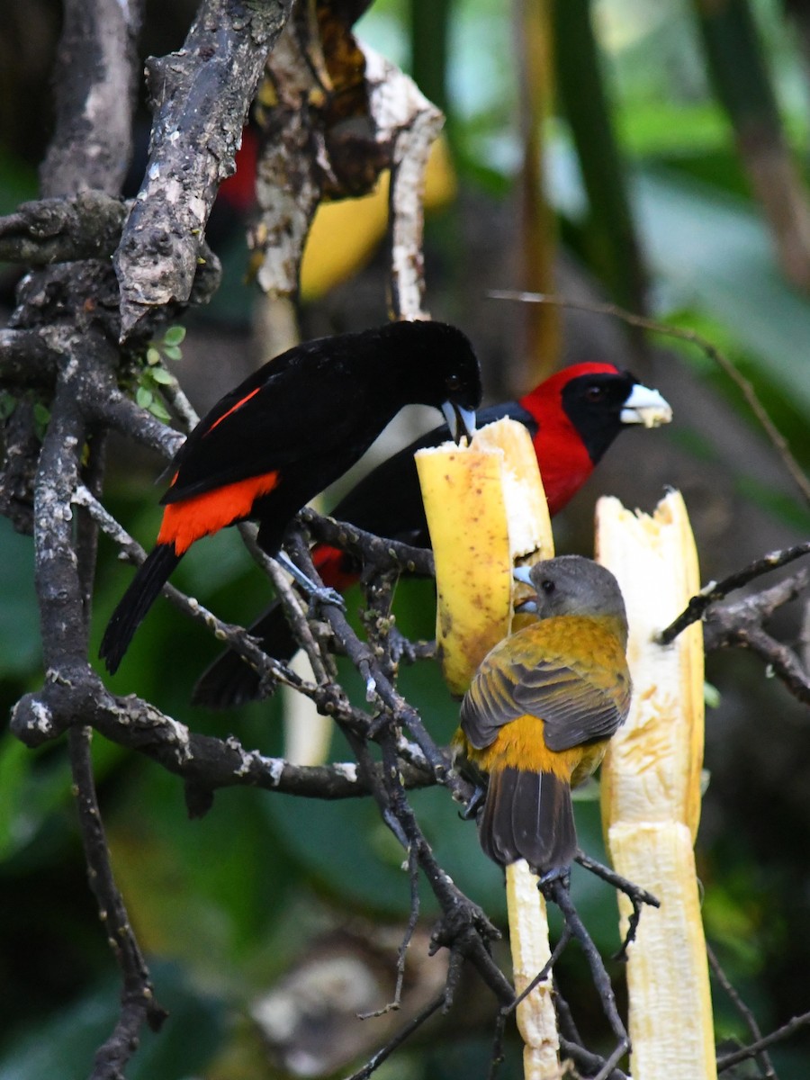 コシアカフウキンチョウ - ML647228036